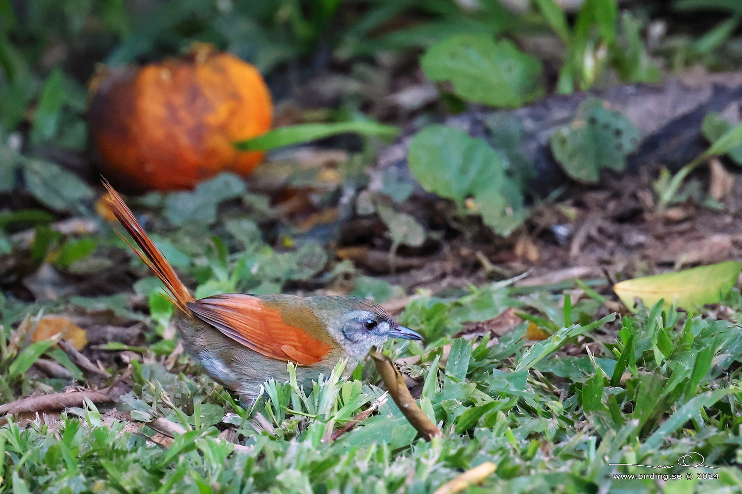 PLAIN-CROWNED SPINETAIL (Synallaxis gujanensis) - Stäng / close