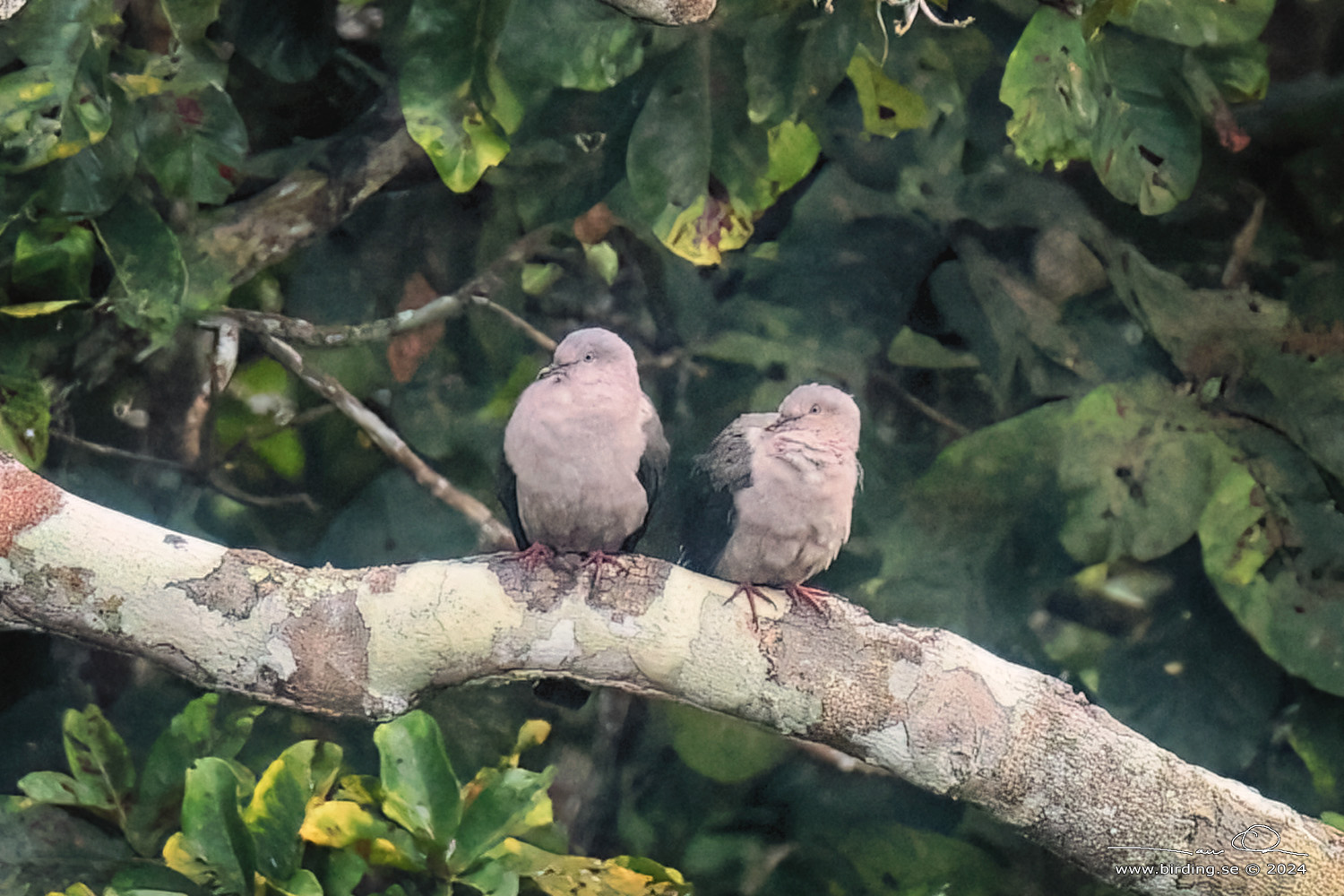 PLUMBEOUS PIGEON (Patagioenas plumbea) - Stäng / close