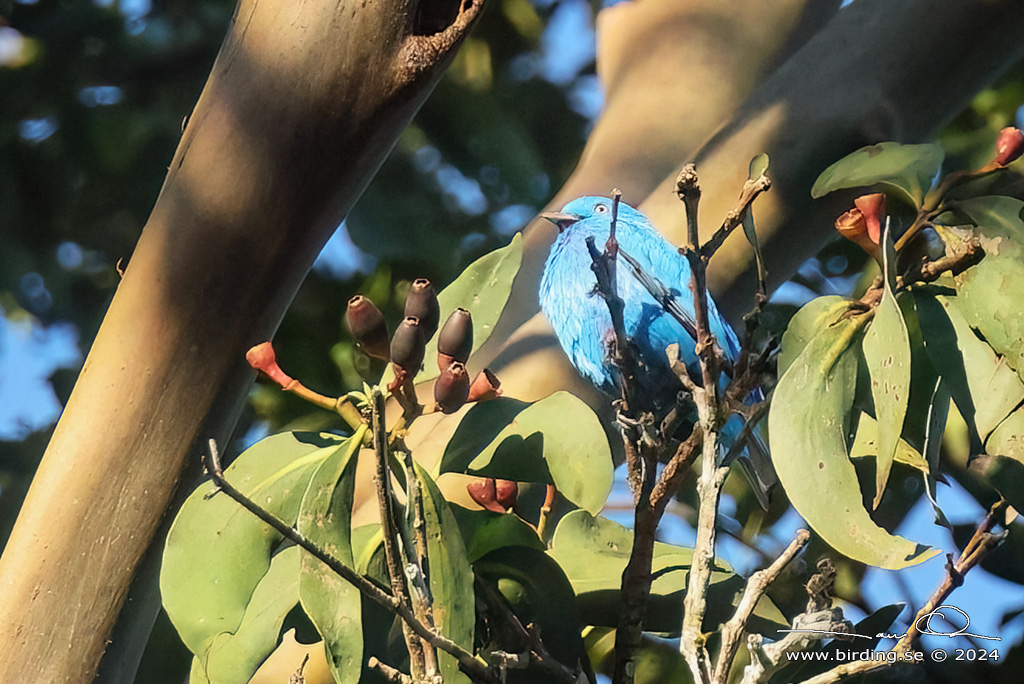 PLUM-THROATED COTINGA (Cotinga maynana) - Stäng / close