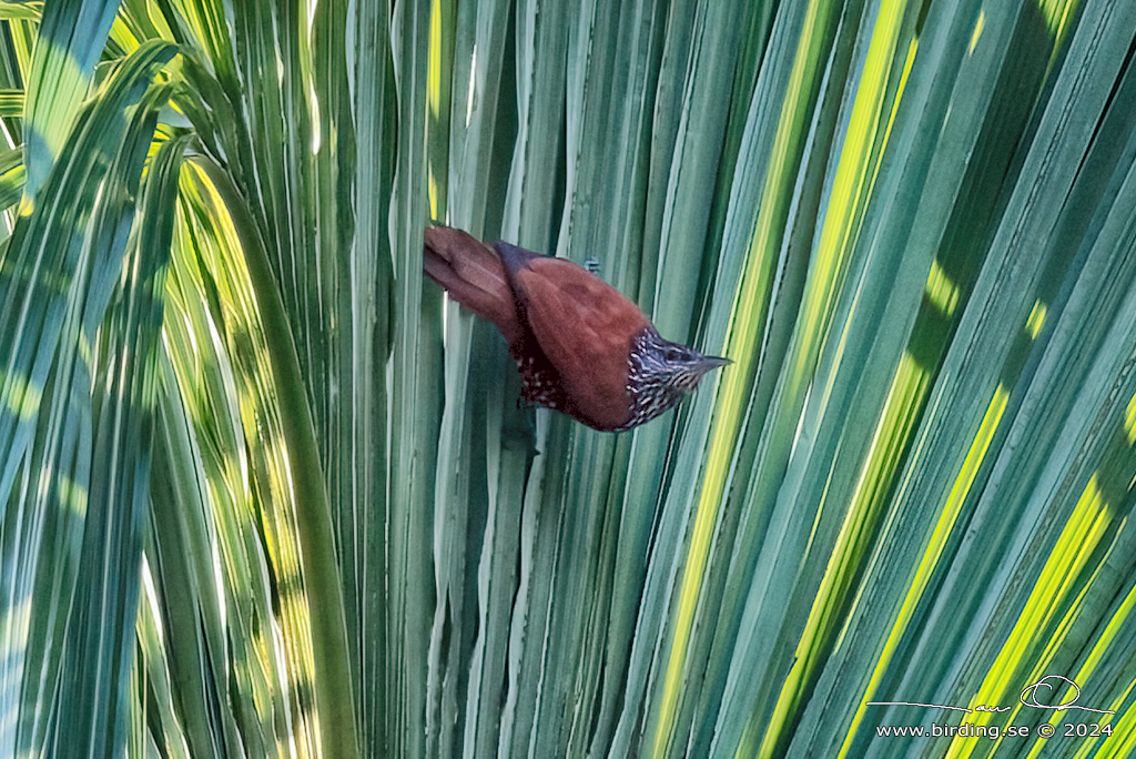 POINT-TAILED PALMCREEPER (Berlepschia rikeri) - Stäng / close