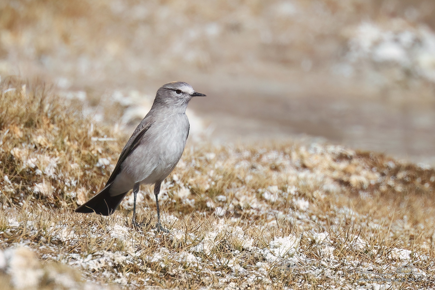 PUNA GROUND TYRANT (Muscisaxicola juninensis) - Stäng / close