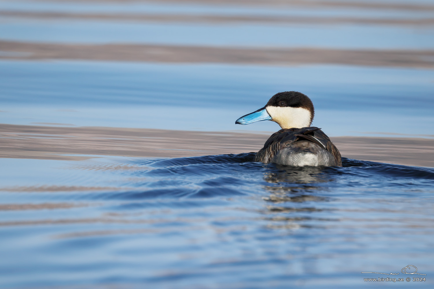 PUNA TEAL (Spatula puna) - Stäng / close