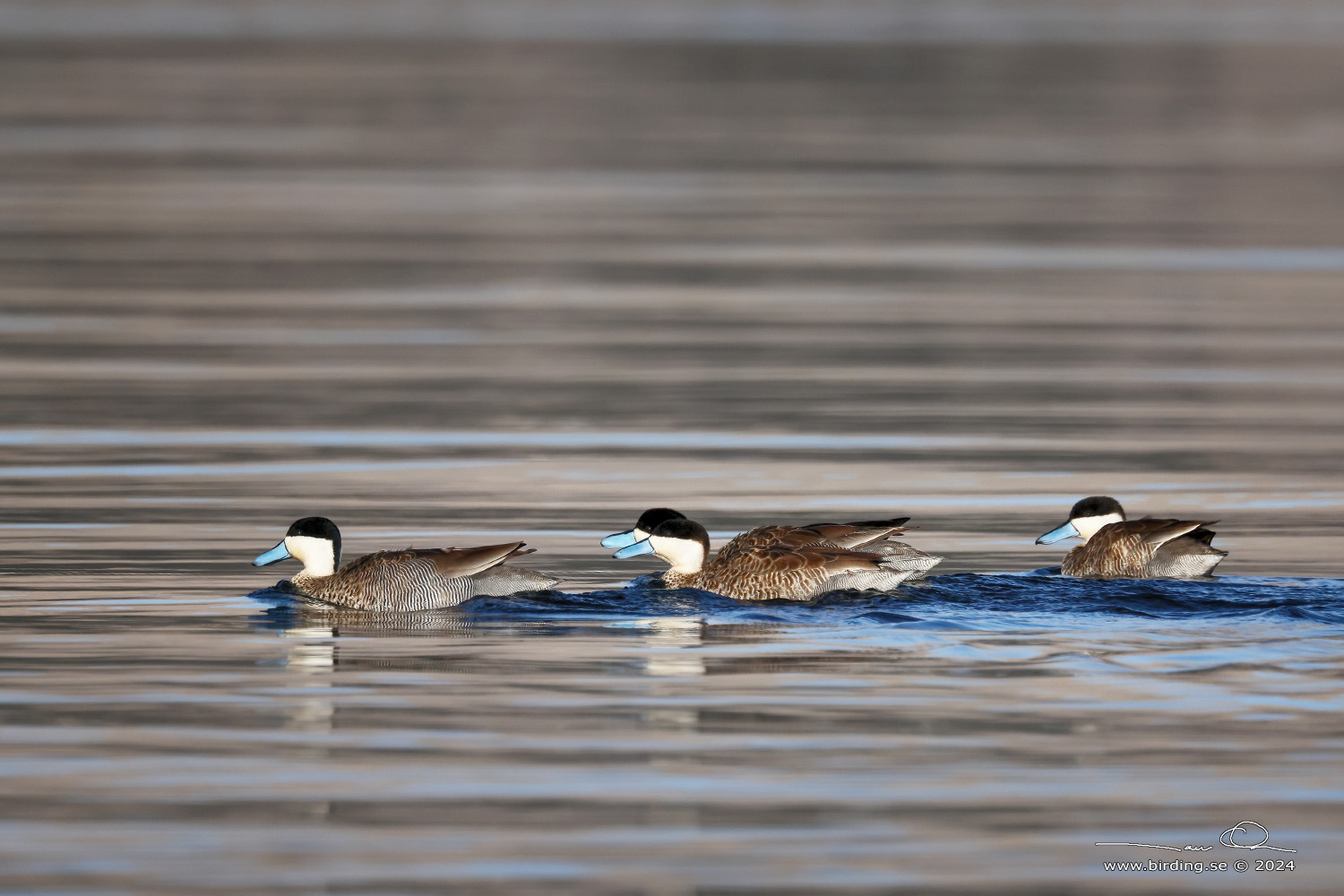 PUNA TEAL (Spatula puna) - Stäng / close