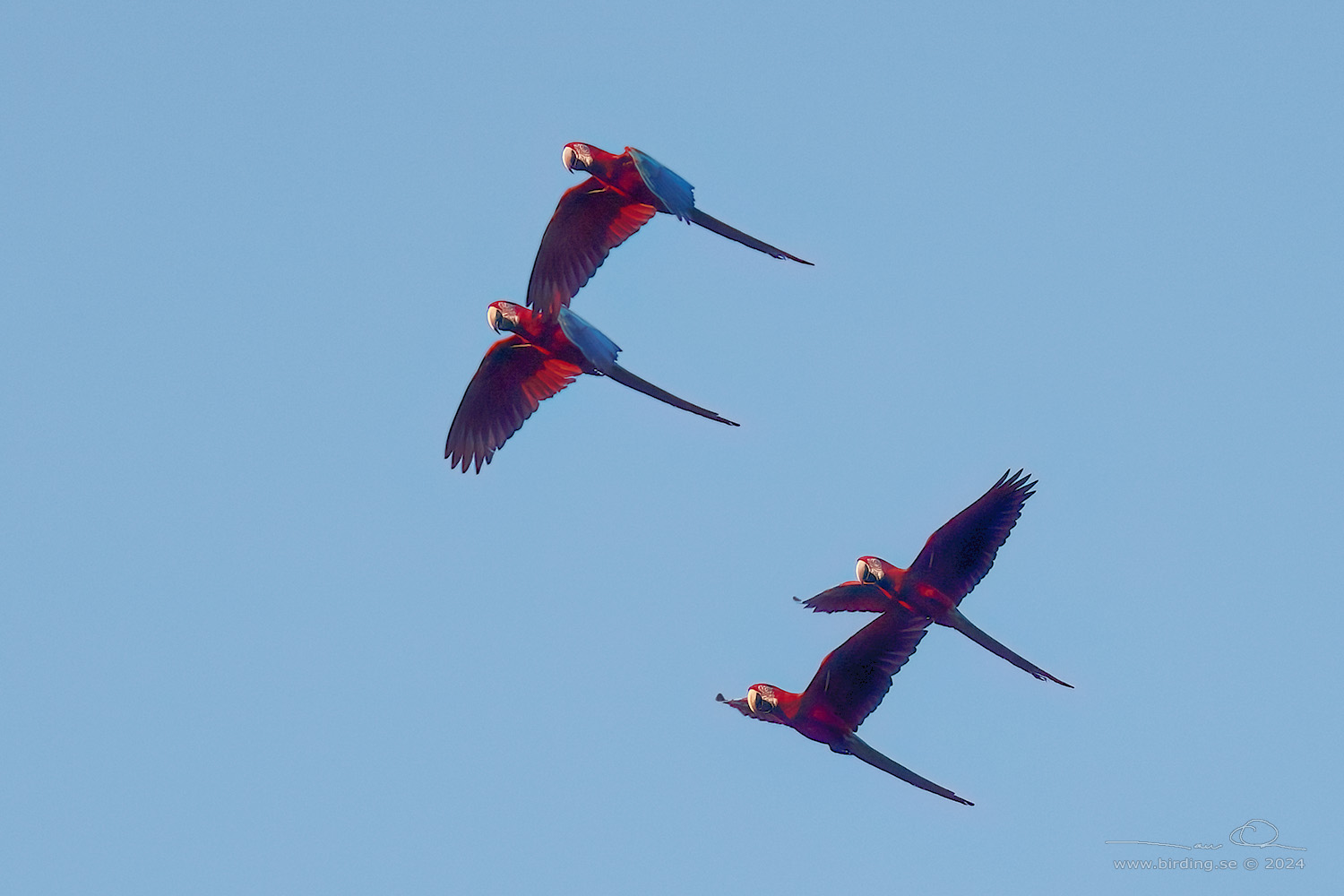 RED-AND-GREEN MACAW (Ara chloropterus) - Stäng / close