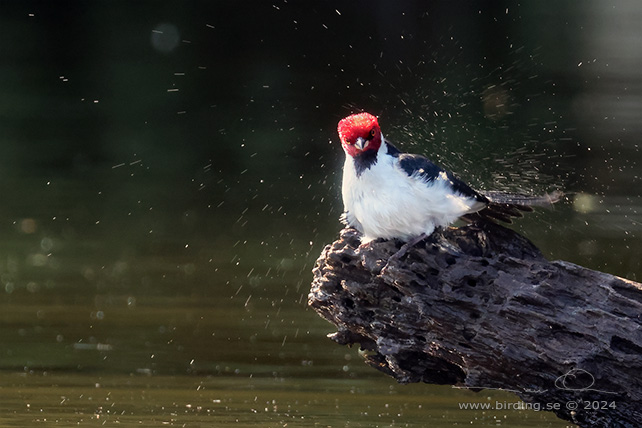 RED-CAPPED CARDINAL (Paroaria gularis) - stor bild / full size