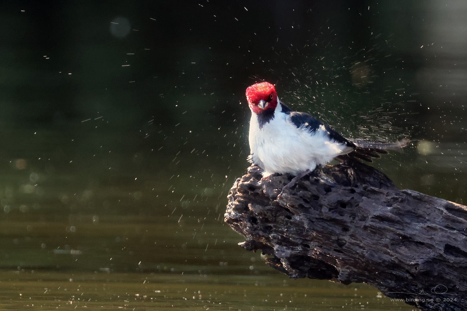 RED-CAPPED CARDINAL (Paroaria gularis) - Stäng / close