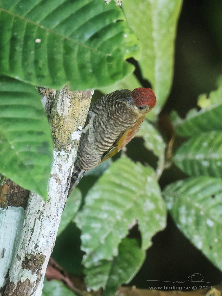 RED-STAINED WOODPECKER (Veniliornis affinis) - Stäng / close