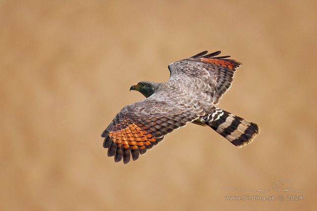 ROADSIDE HAWK (Rupornis magnirostris) - stor bild / full size