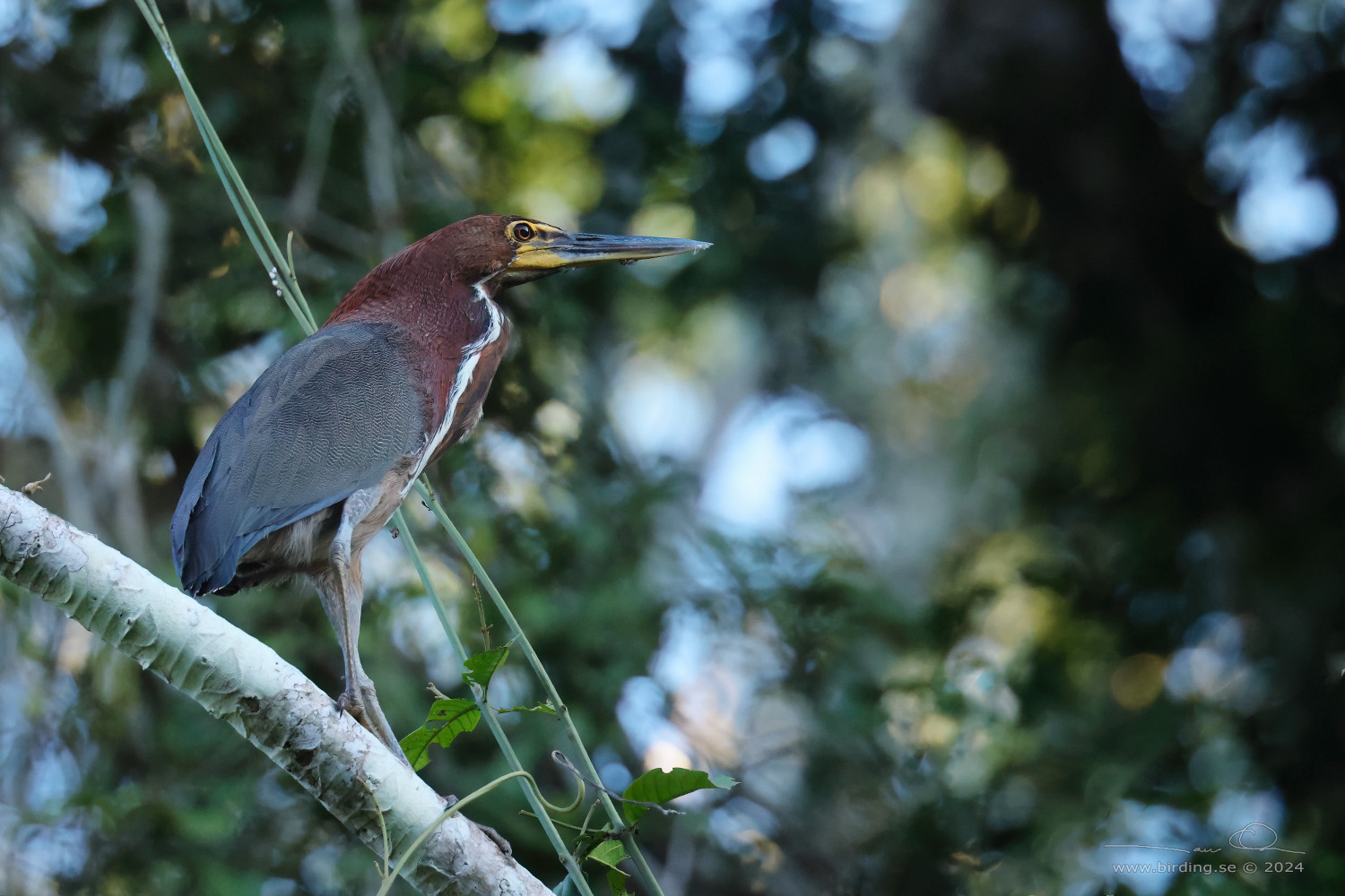 RUFESCENT TIGER HERON (Tigrisoma lineatum) - Stäng / close