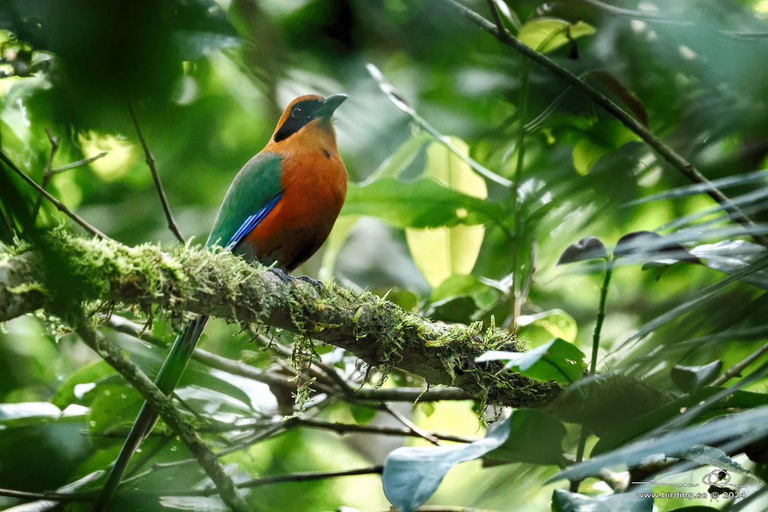 RUFOUS MOTMOT (Baryphthengus martii) - Stäng / close