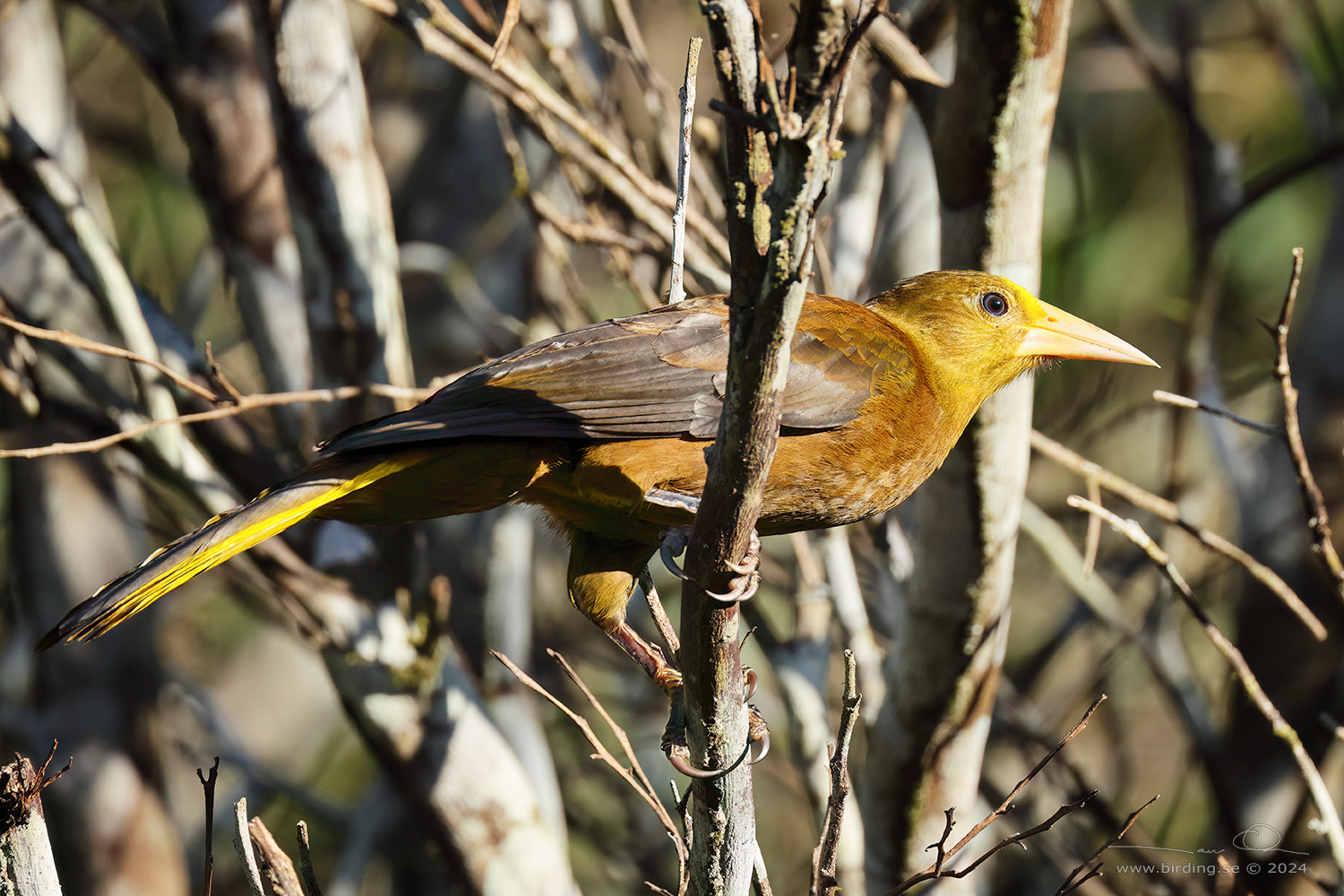 RUSSET-BACKED OROPENDULA (Psarocolius angustifrons) - Stäng / close