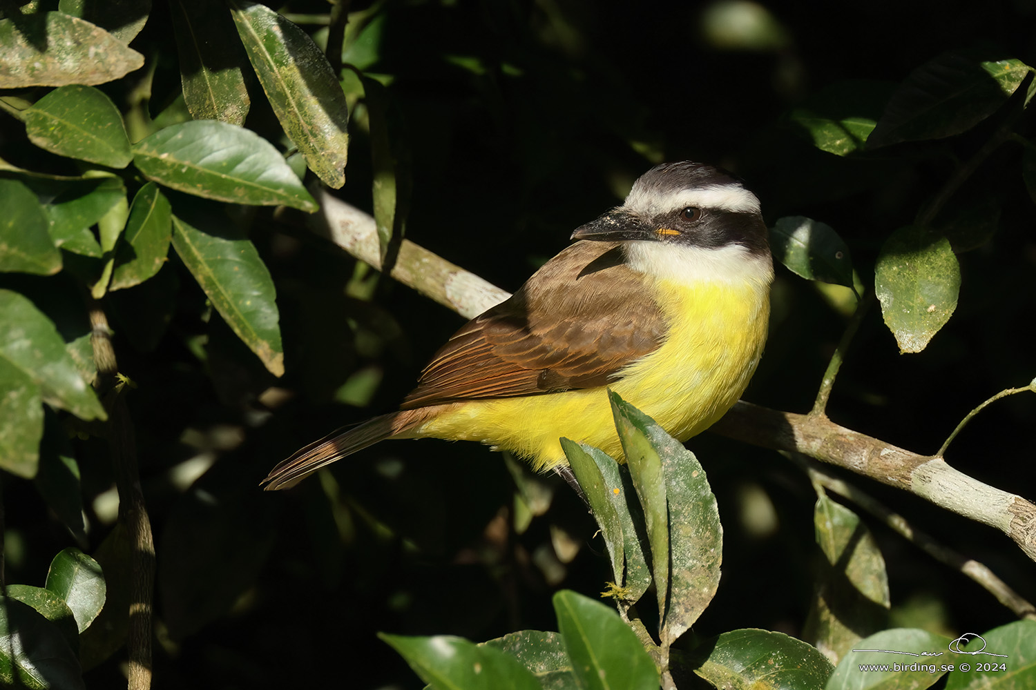 RUSTY-MARGINED FLYCATCHER (Myiozetetes cayanensis) - Stäng / close