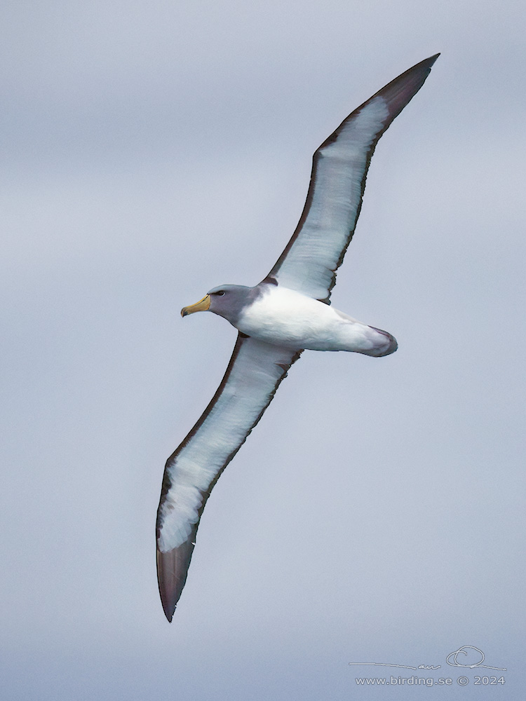 SALVIN'S ALBATROSS (Thalassarche salvini) - Stäng / close