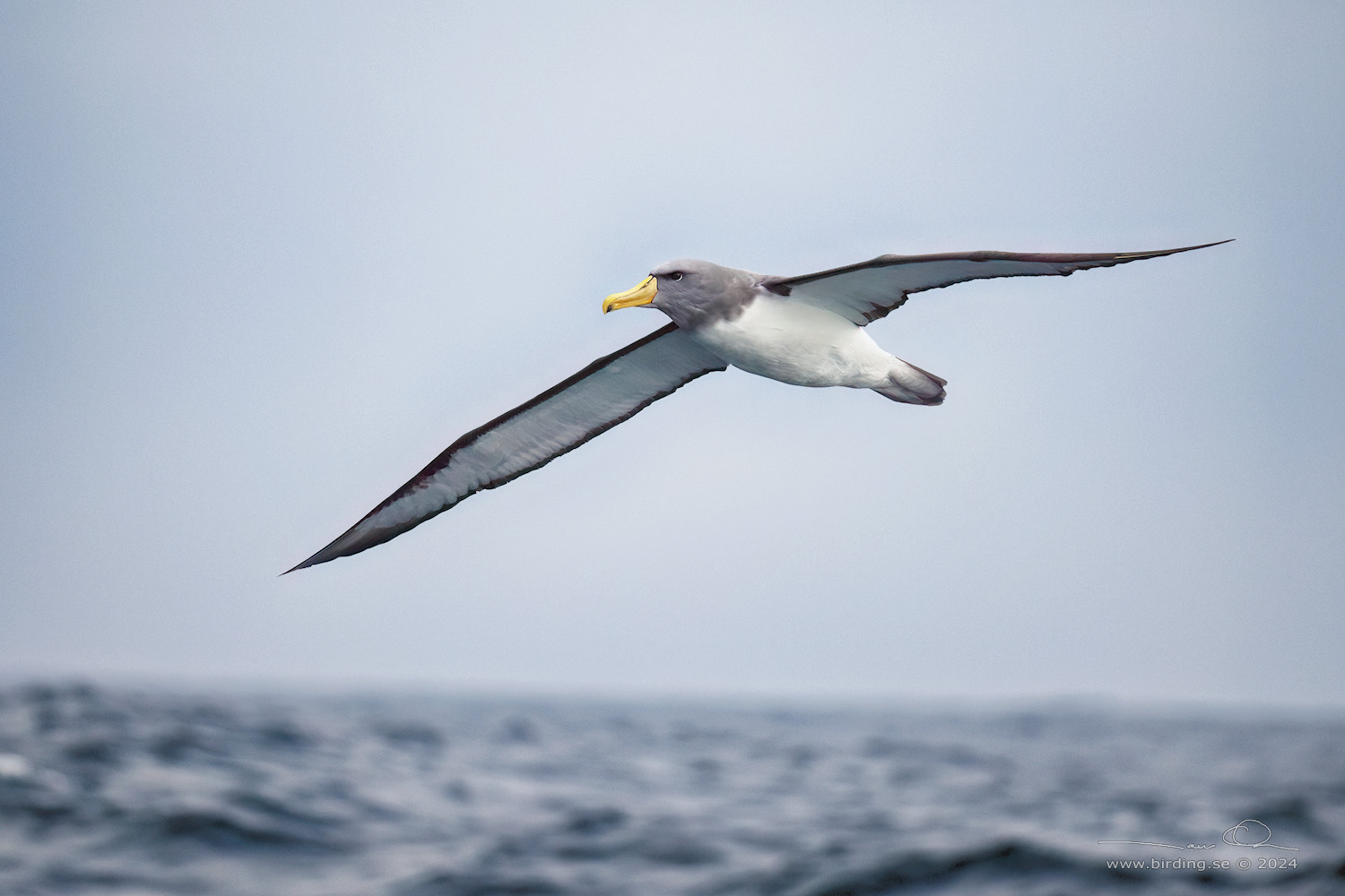 SALVIN'S ALBATROSS (Thalassarche salvini) - Stäng / close