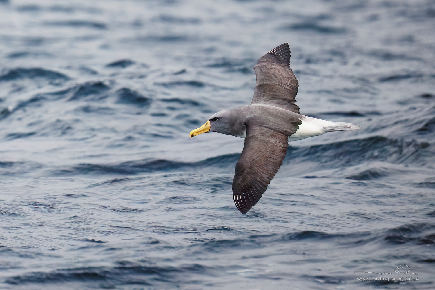 SALVIN'S ALBATROSS (Thalassarche salvini) - Stäng / close