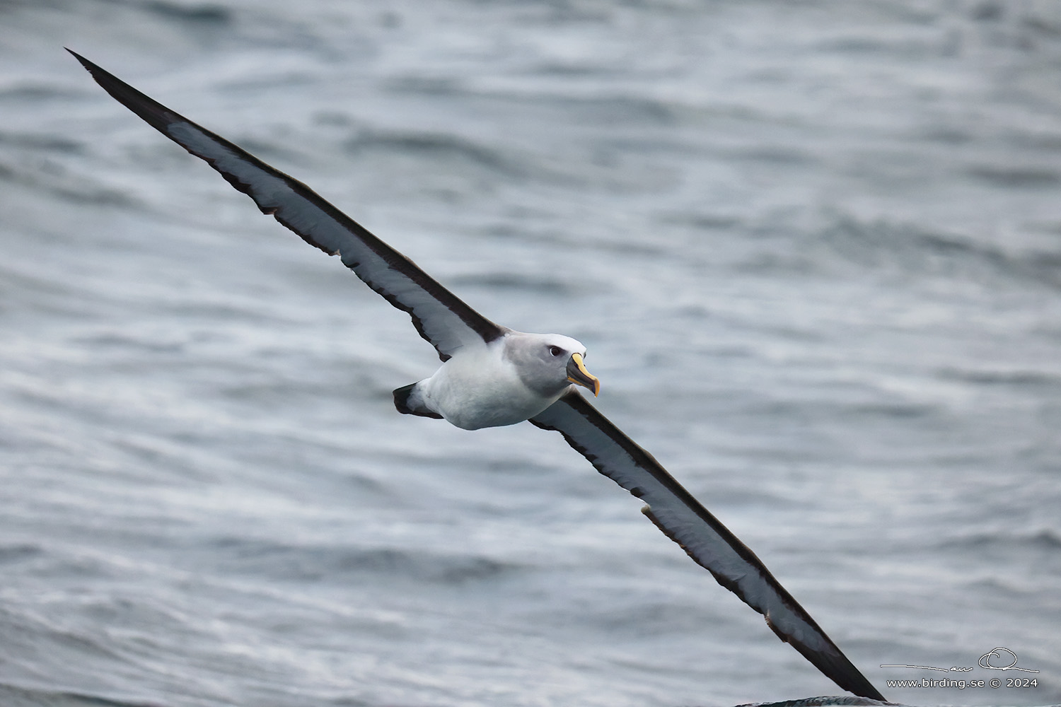 SALVIN'S ALBATROSS (Thalassarche salvini) - Stäng / close