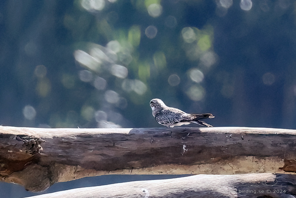 SAND-COLORED NIGHTHAWK (Chordeiles rupestris) - Stäng / close