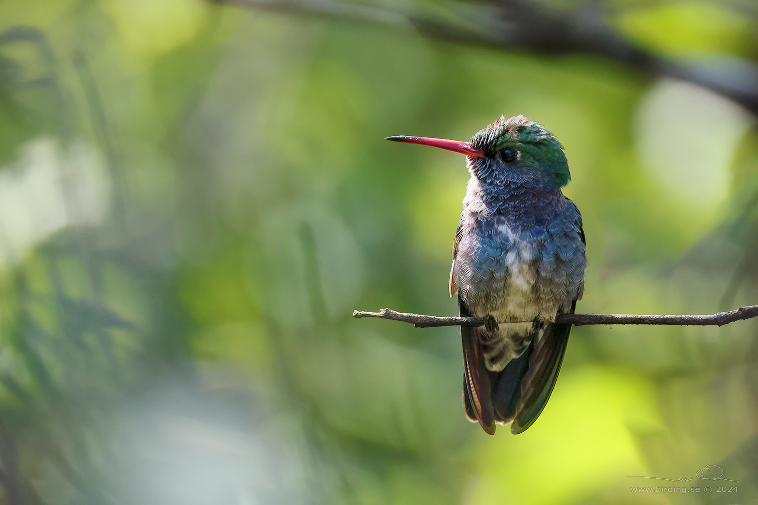 SAPPHIRE-SPANGLED EMERALD (Chionomesa lactea) - Stäng / close