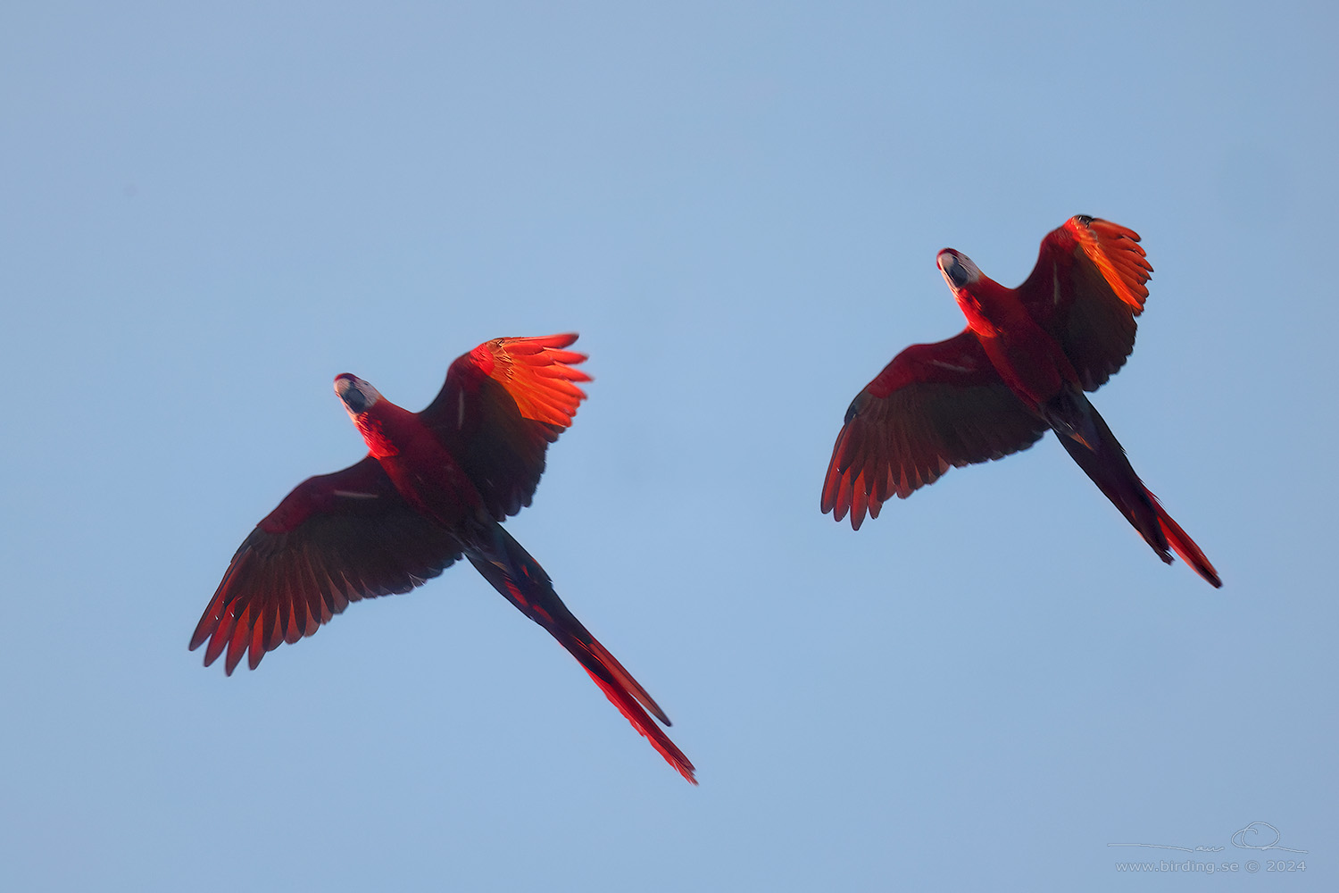 SCARLET MACAW (Ara macao) - Stäng / close