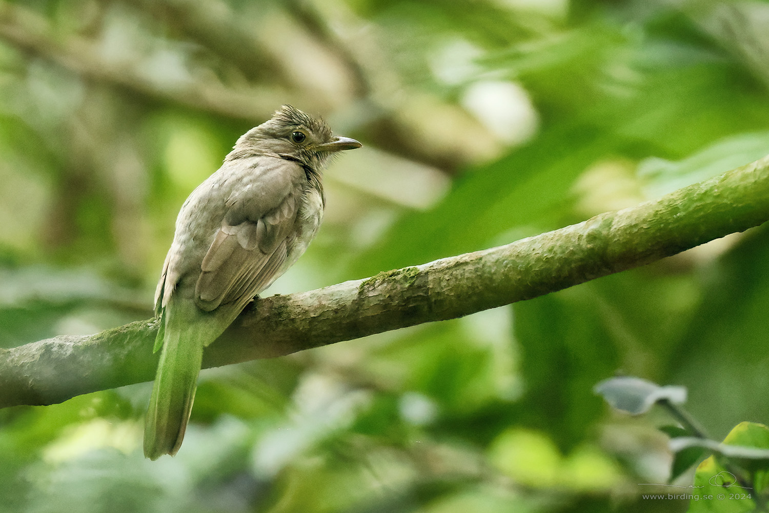 SCREAMING PIHA (Lipaugus vociferans) - Stäng / close