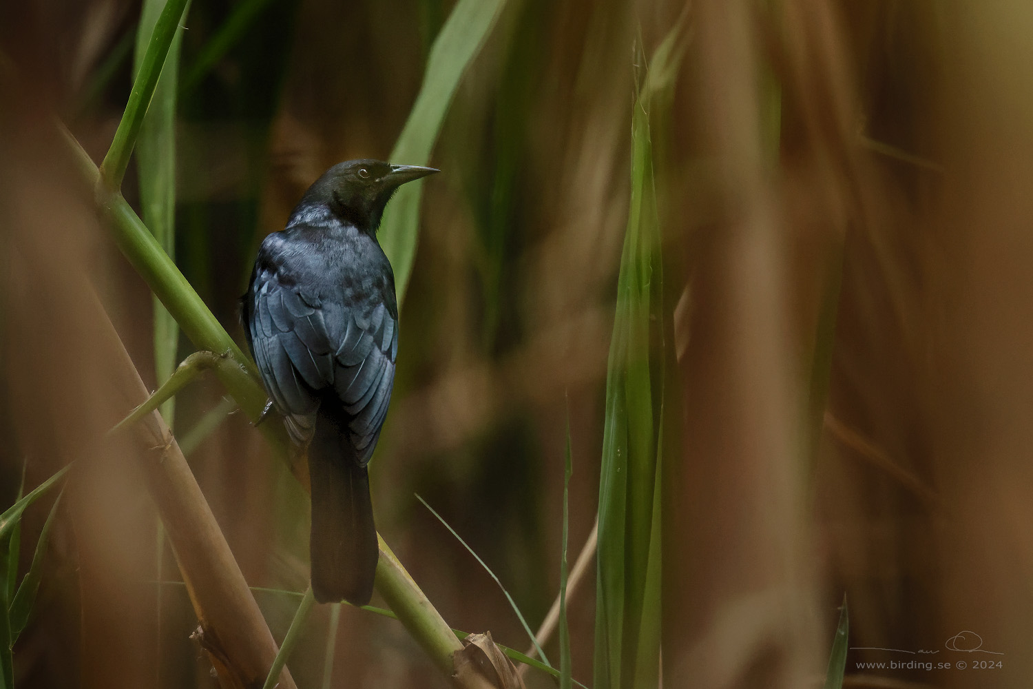 SCRUB BLACKBIRD (Dives warczewiczi) - Stäng / close