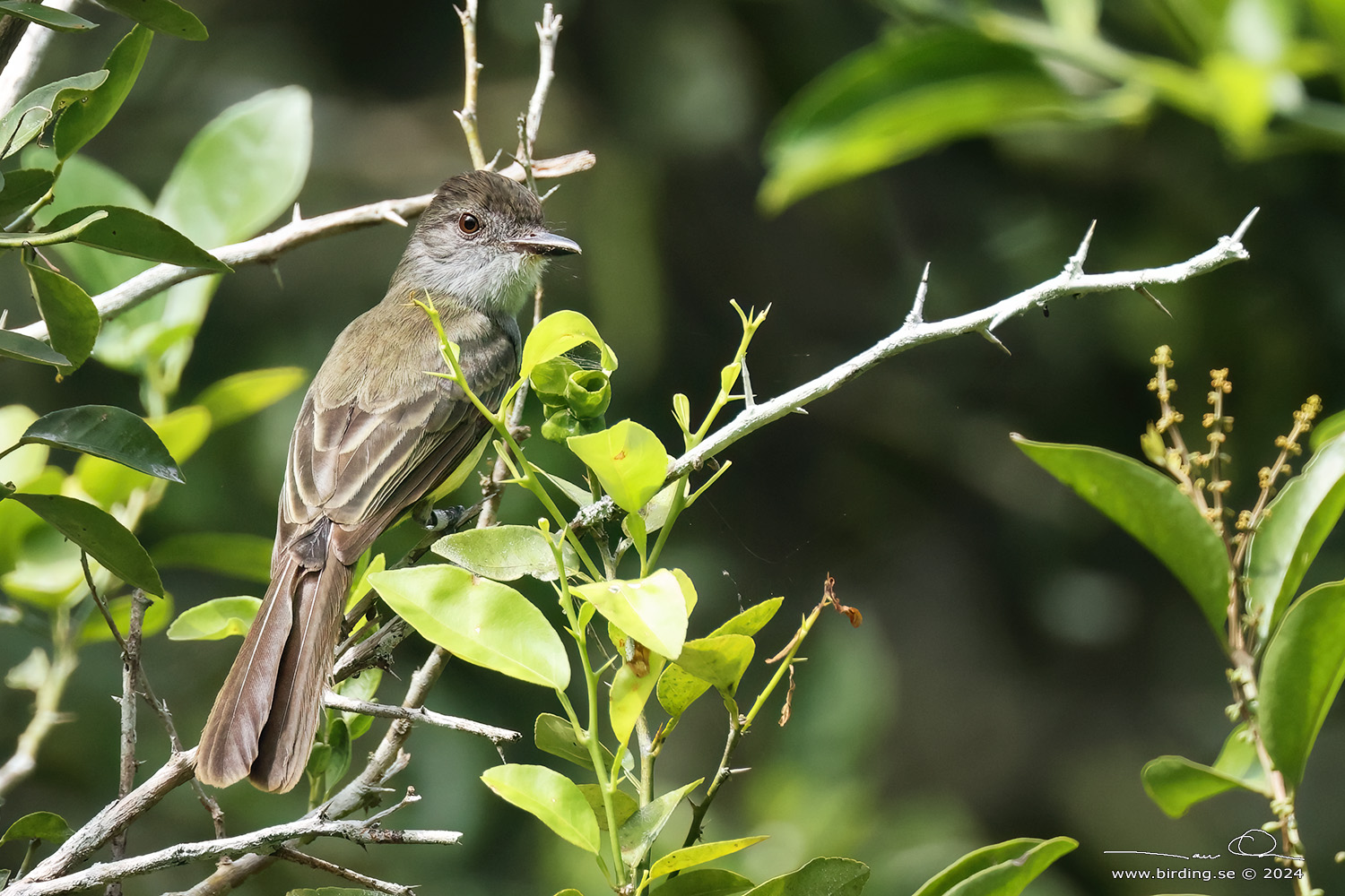 SHORT-CRESTED FLYCATCHER (Myiarchus ferox) - Stäng / close