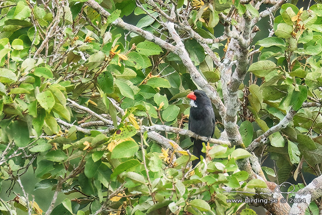 SLATE-COLOURED GROSBEAK (Saltator grossus) - stor bild / full size