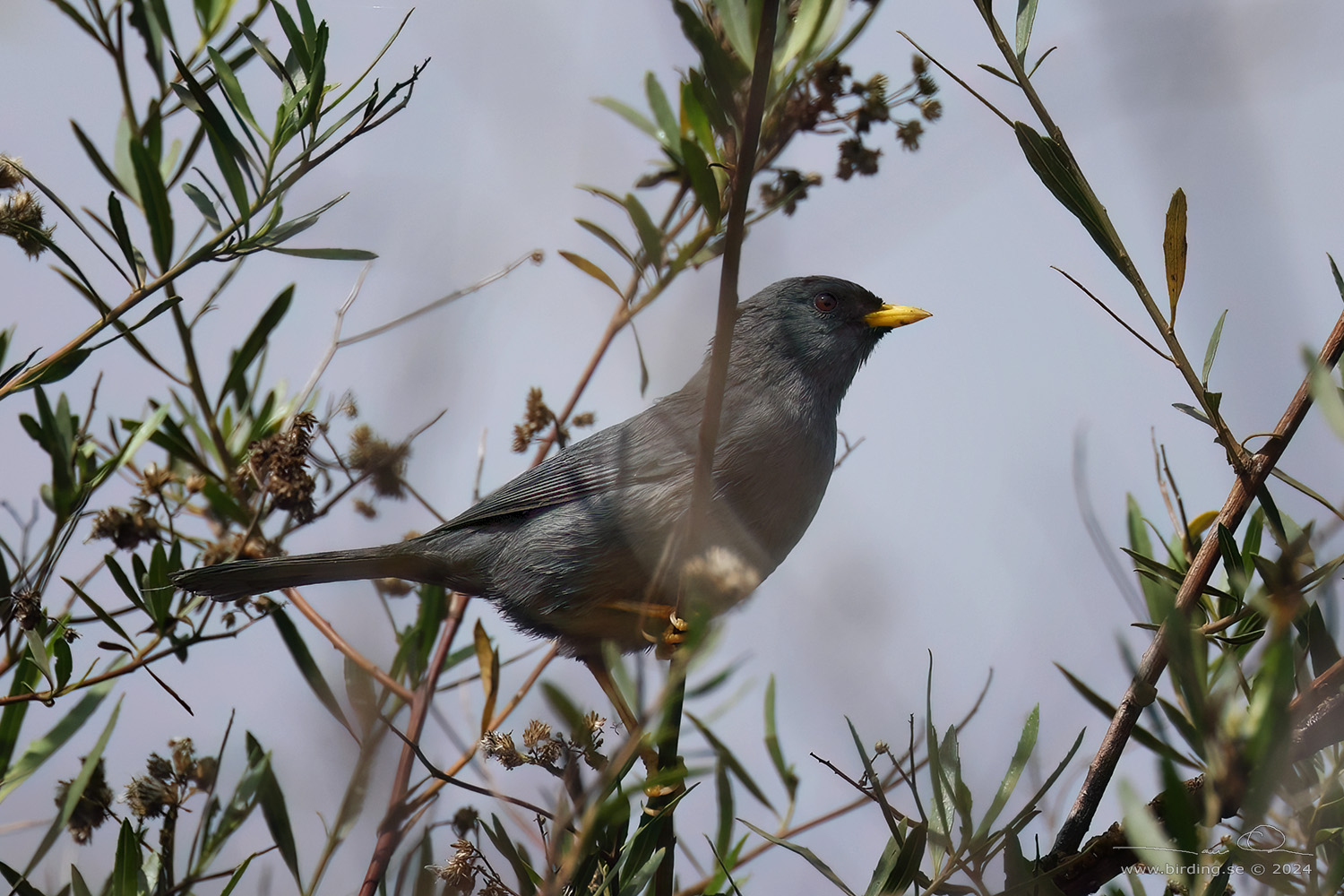 SLENDER-BILLED FINCH (Xenospingus concolor) - Stäng / close