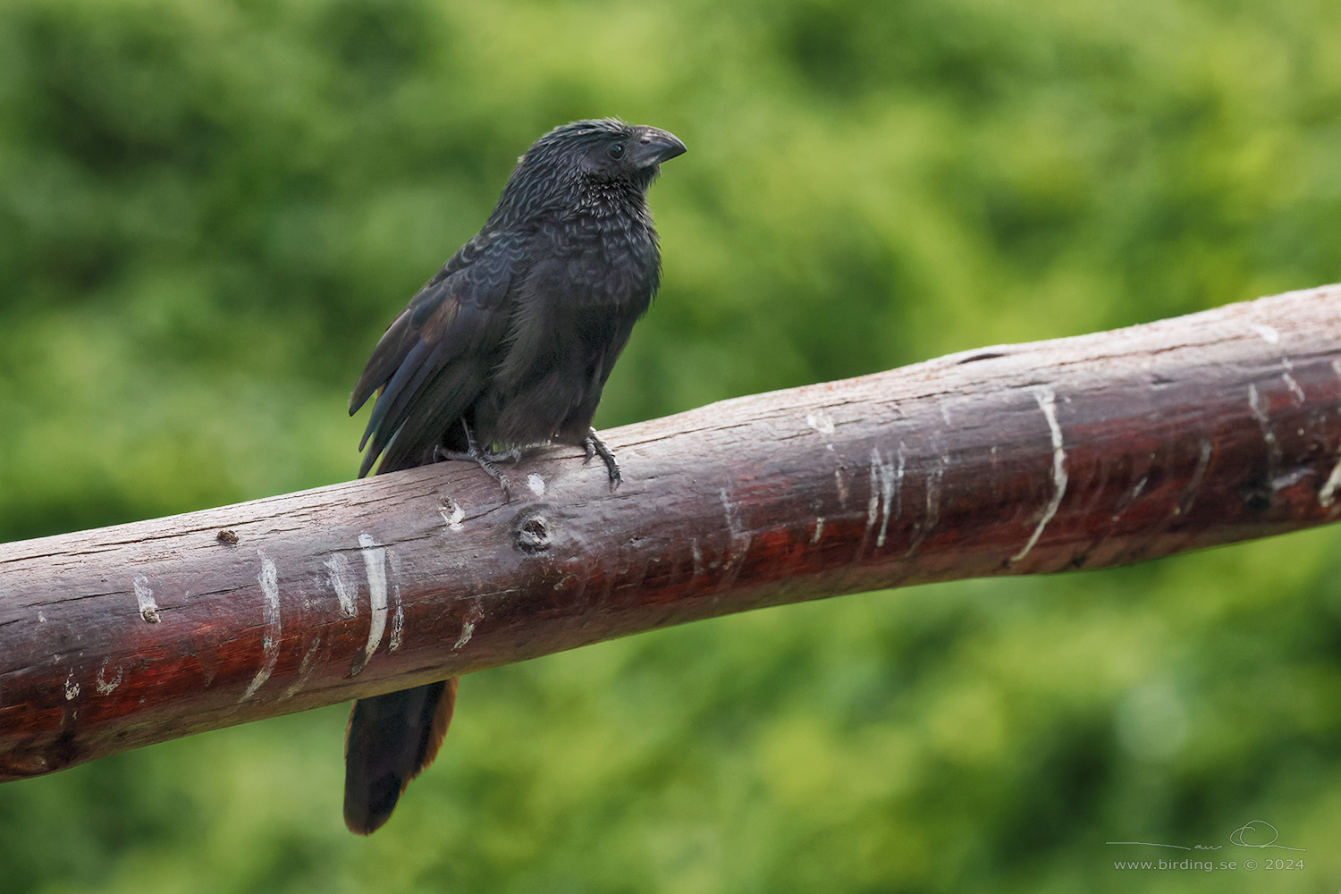 SMOOTH-BILLED ANI (Crotophaga ani) - Stäng / close