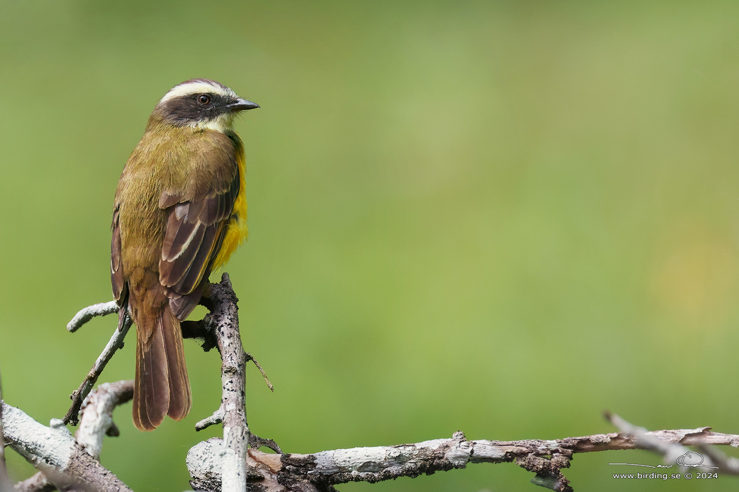 SOCIAL FLYCATCHER (Myiozetetes similis) - Stäng / close