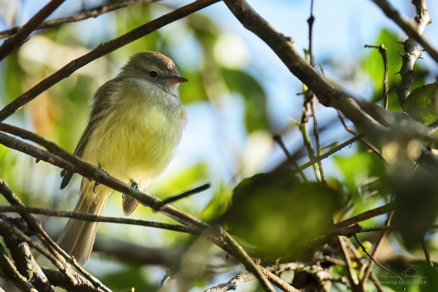 SOUTHERN BEARDLESS TYRANNULET (Camptostoma obsoletum) - Stäng / close