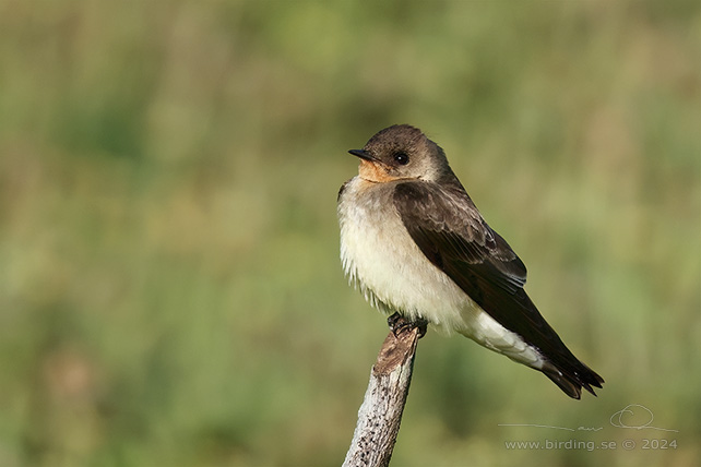 SOUTHERN ROUGH-WINGED SWALLOW (Camptostoma obsoletum) - stor bild / full size