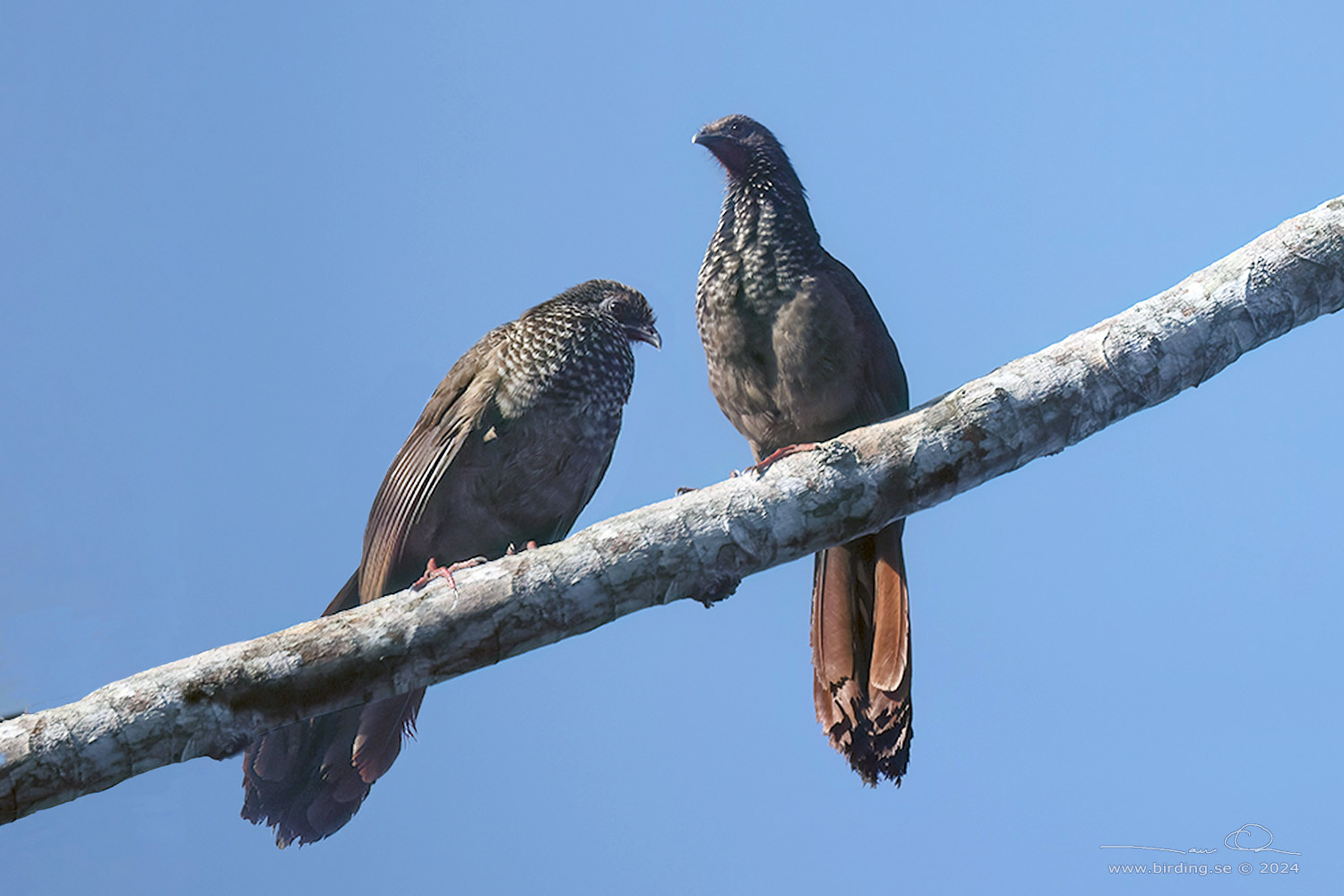 SPECKLED CHACHALACA (Ortalis guttata) - Stäng / close