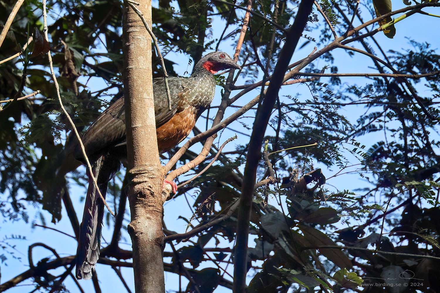 SPIX'S GUAN (Penelope jacquacu) - Stäng / close