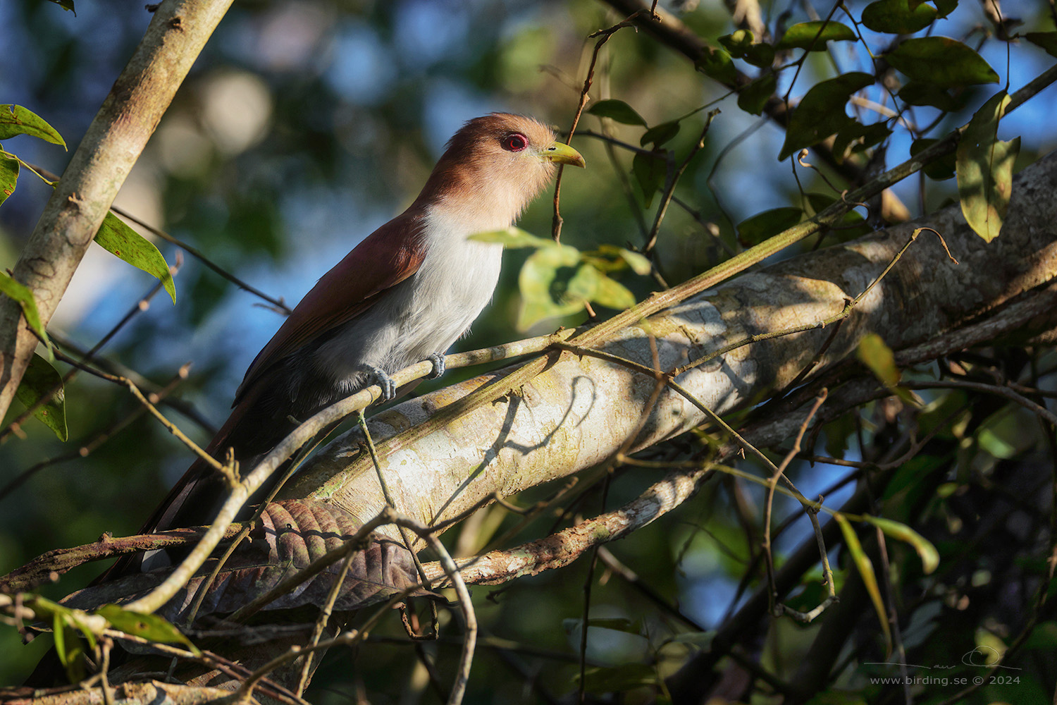 SQUIRREL CUCKOO (Piaya cayana) - Stäng / close