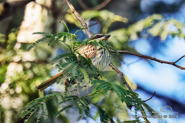 STREAKED FLYCATCHER (Myiodynastes maculatus) - stor bild / full size