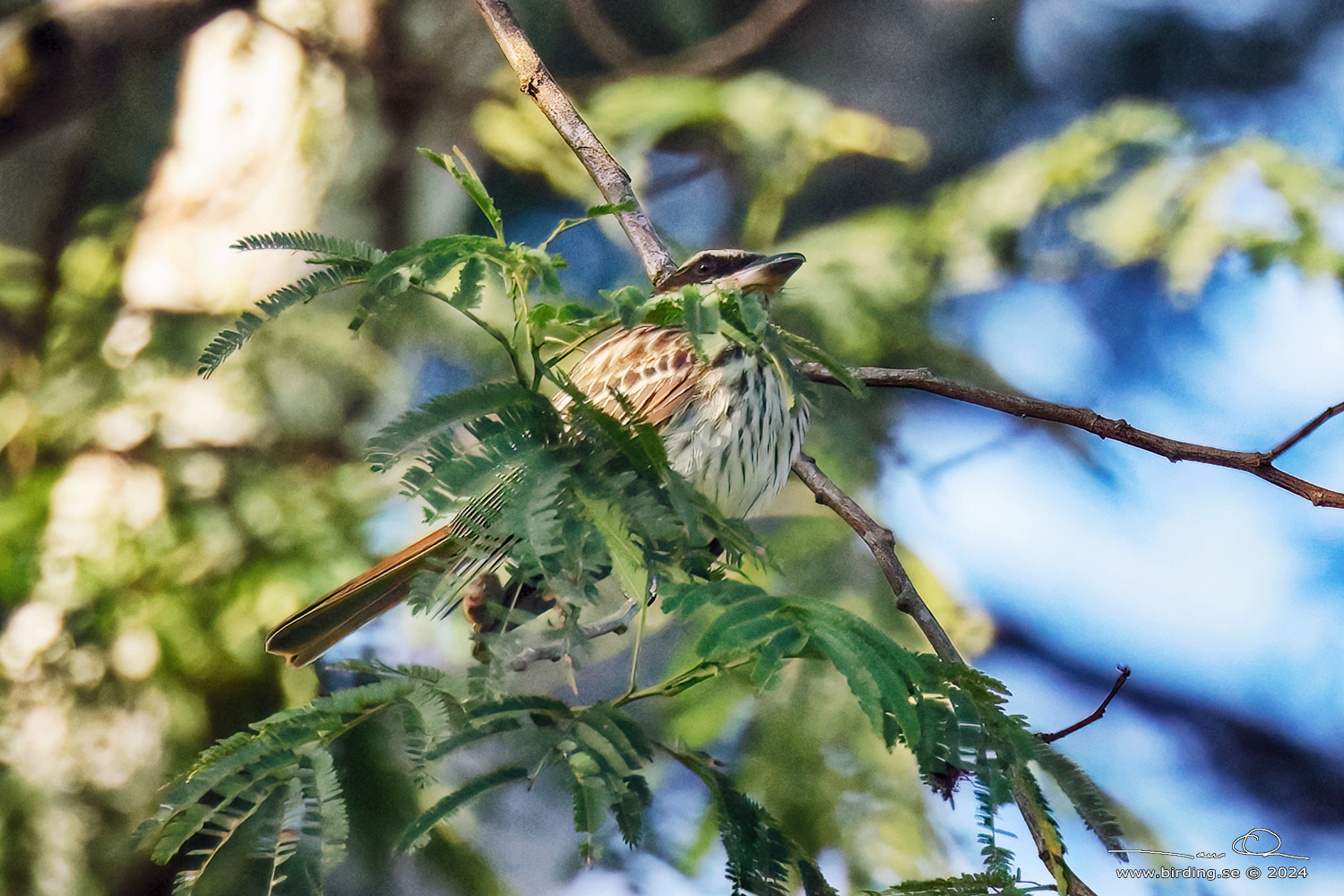 STREAKED FLYCATCHER (Myiodynastes maculatus) - Stäng / close