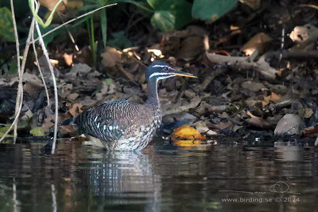 SUNBITTERN (Eurypyga helias) - Stäng / close