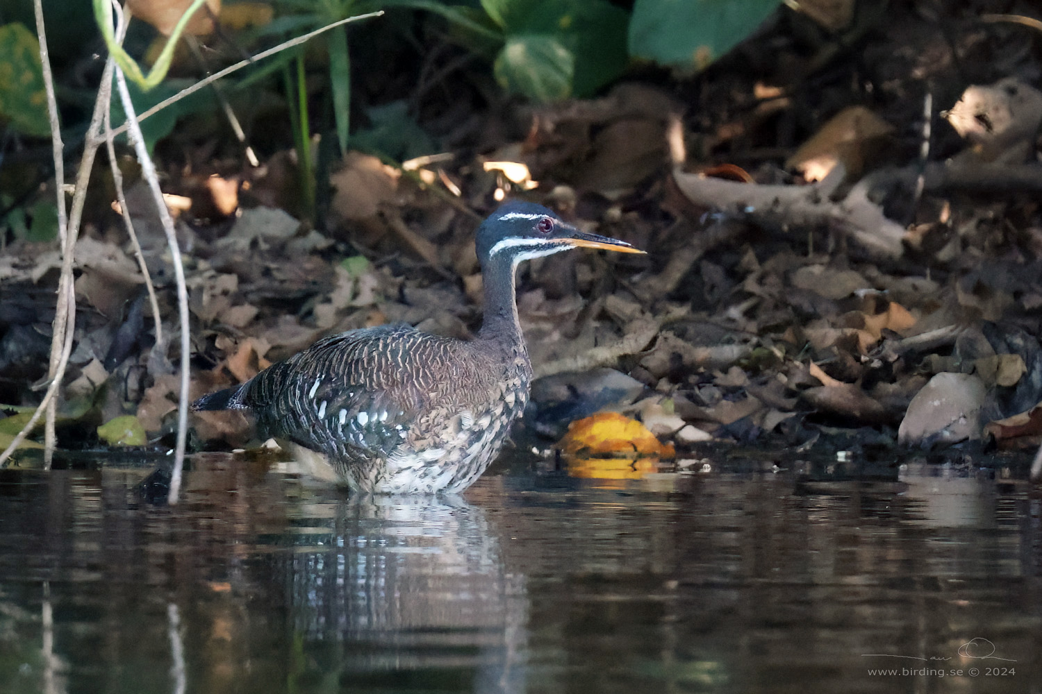 SUNBITTERN (Eurypyga helias) - Stäng / close