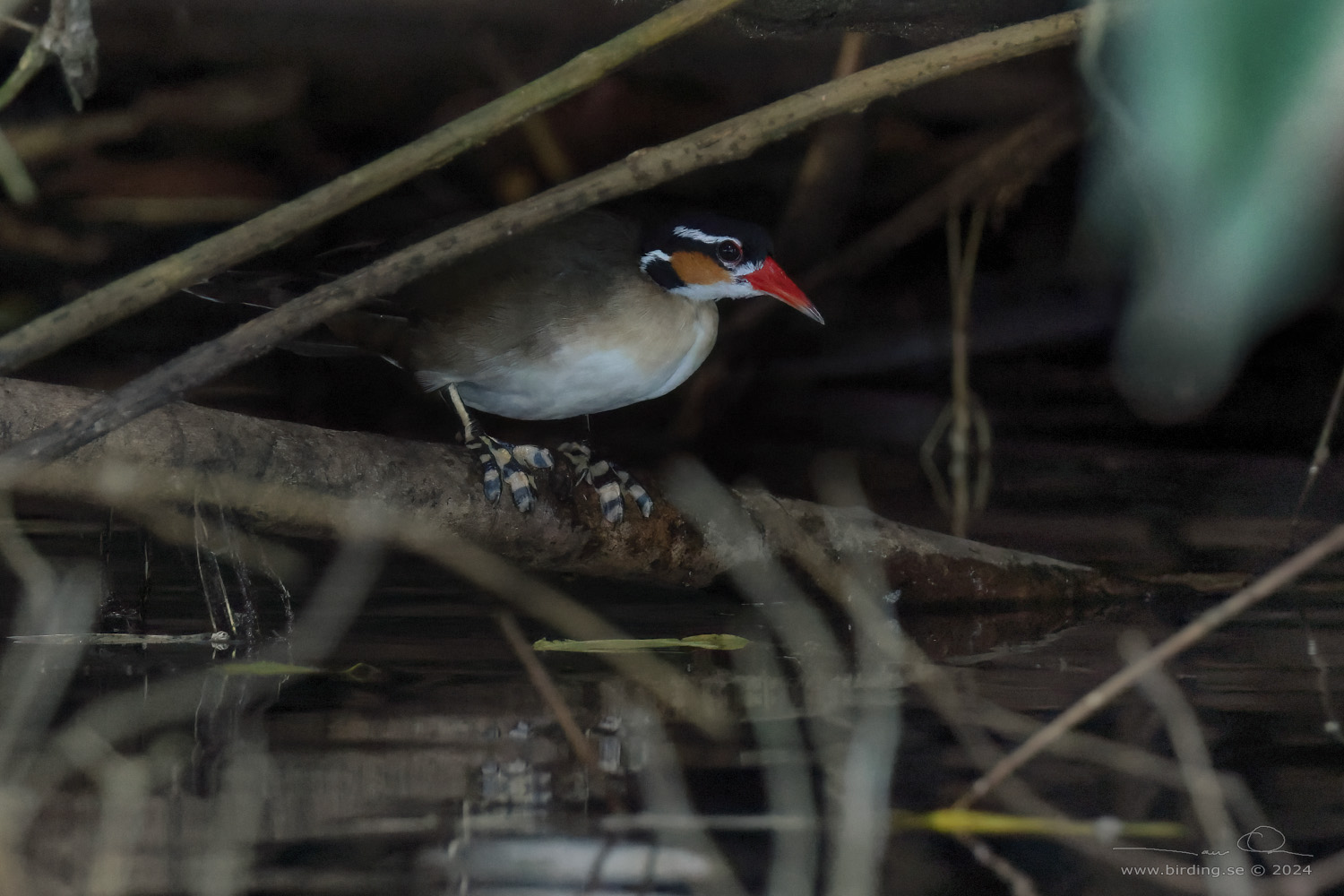 SUNGREBE (Heliornis fulica) - Stäng / close