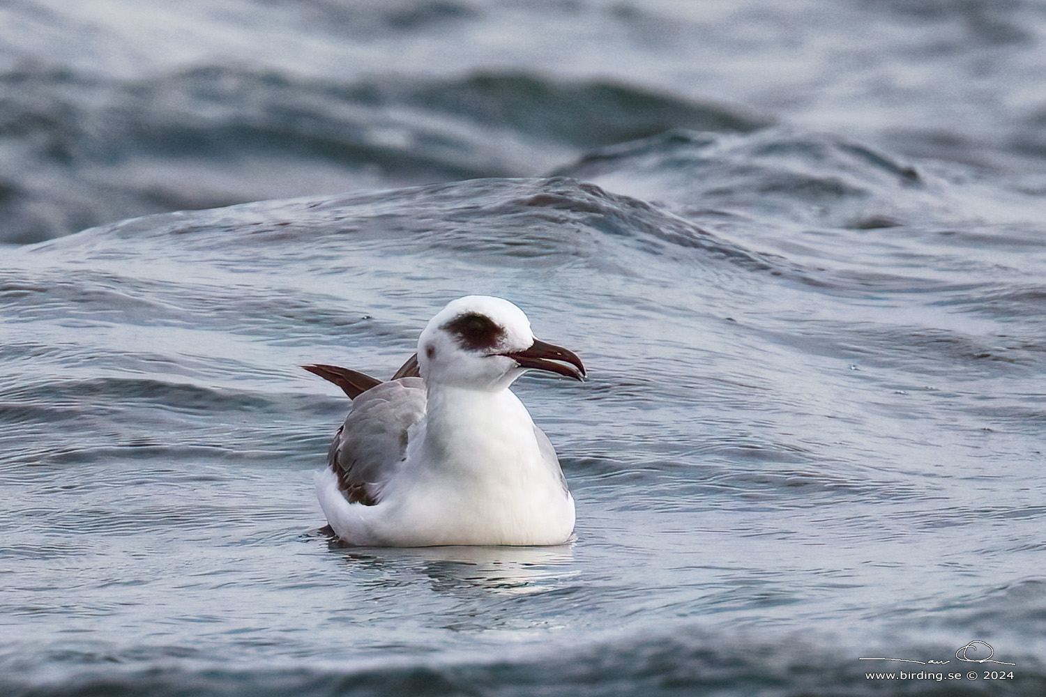 SWALLOW-TAILED GULL (Creagrus furcatus) - Stäng / close