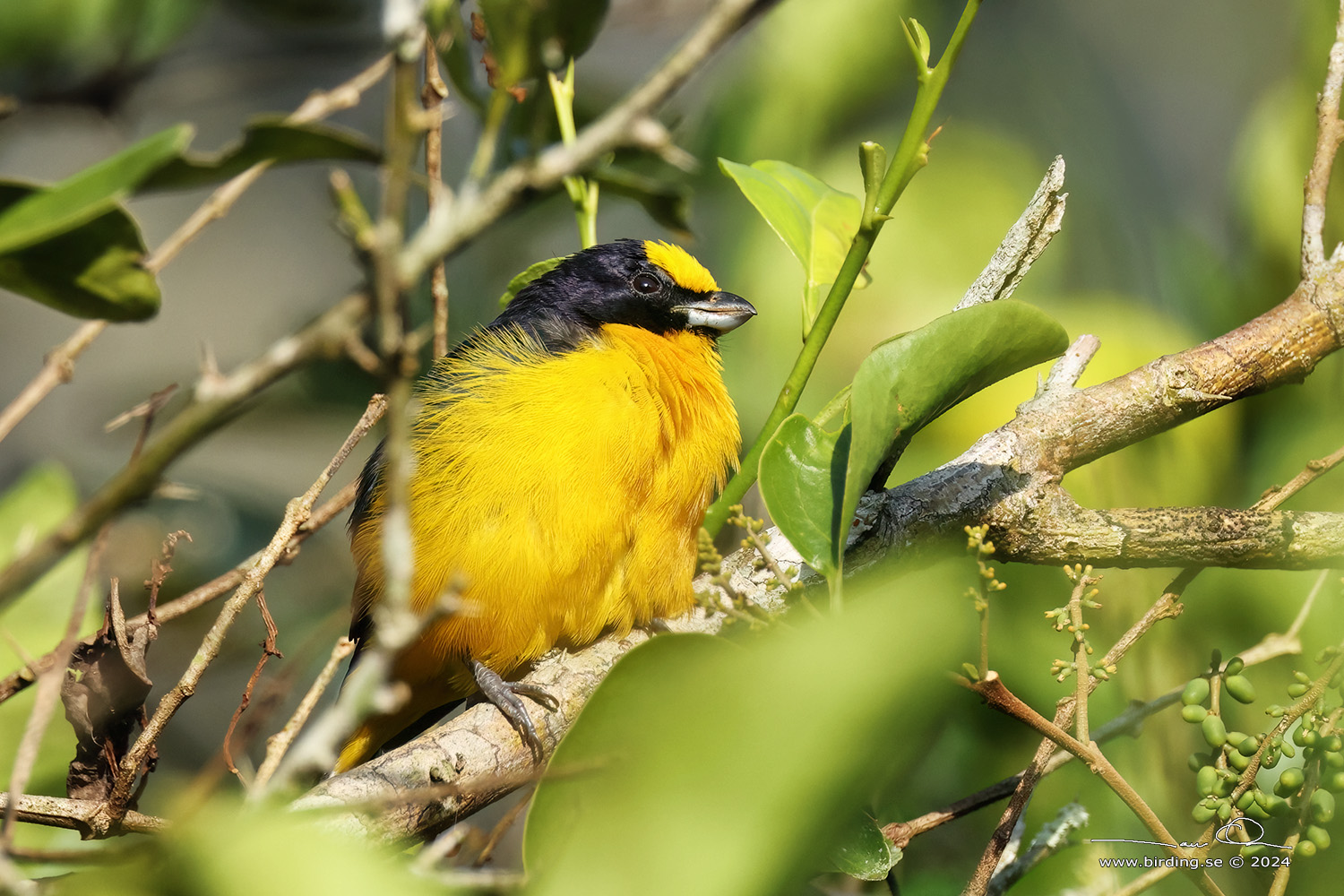 THICK-BILLED EUPHONIA (Euphonia laniirostris) - Stäng / close