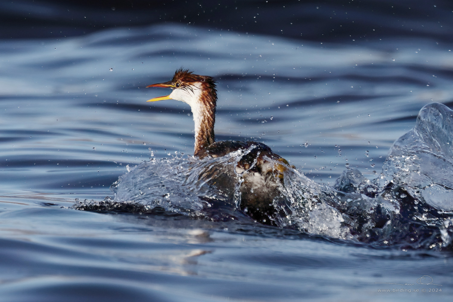 TITICACA GREBE (Rollandia microptera) - Stäng / close