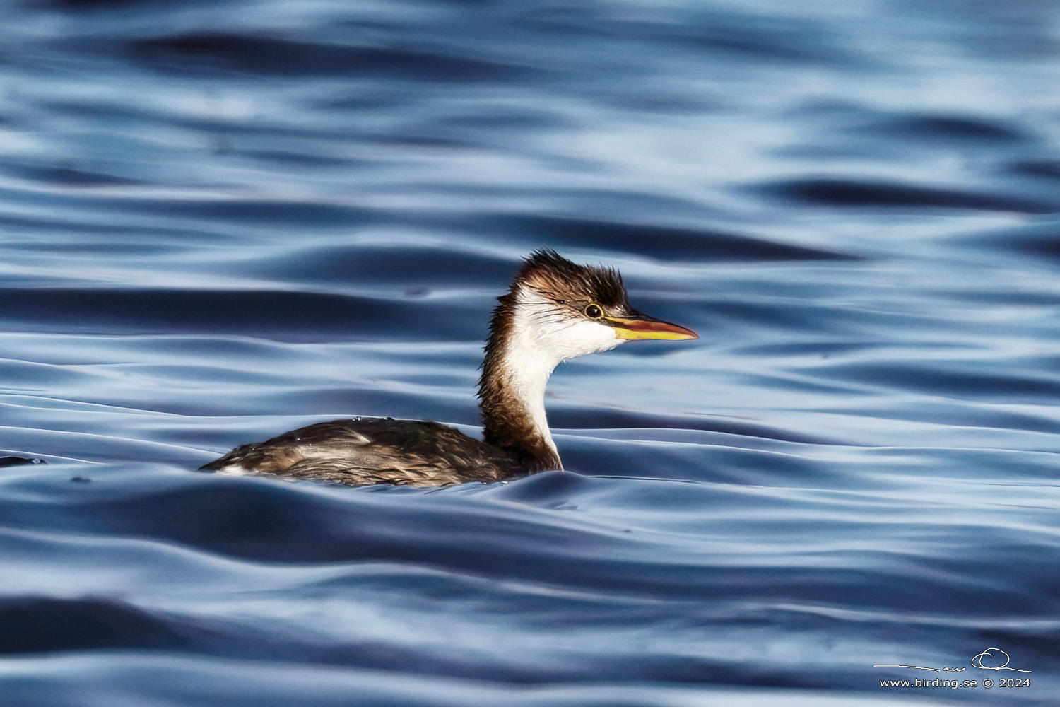 TITICACA GREBE (Rollandia microptera) - Stäng / close