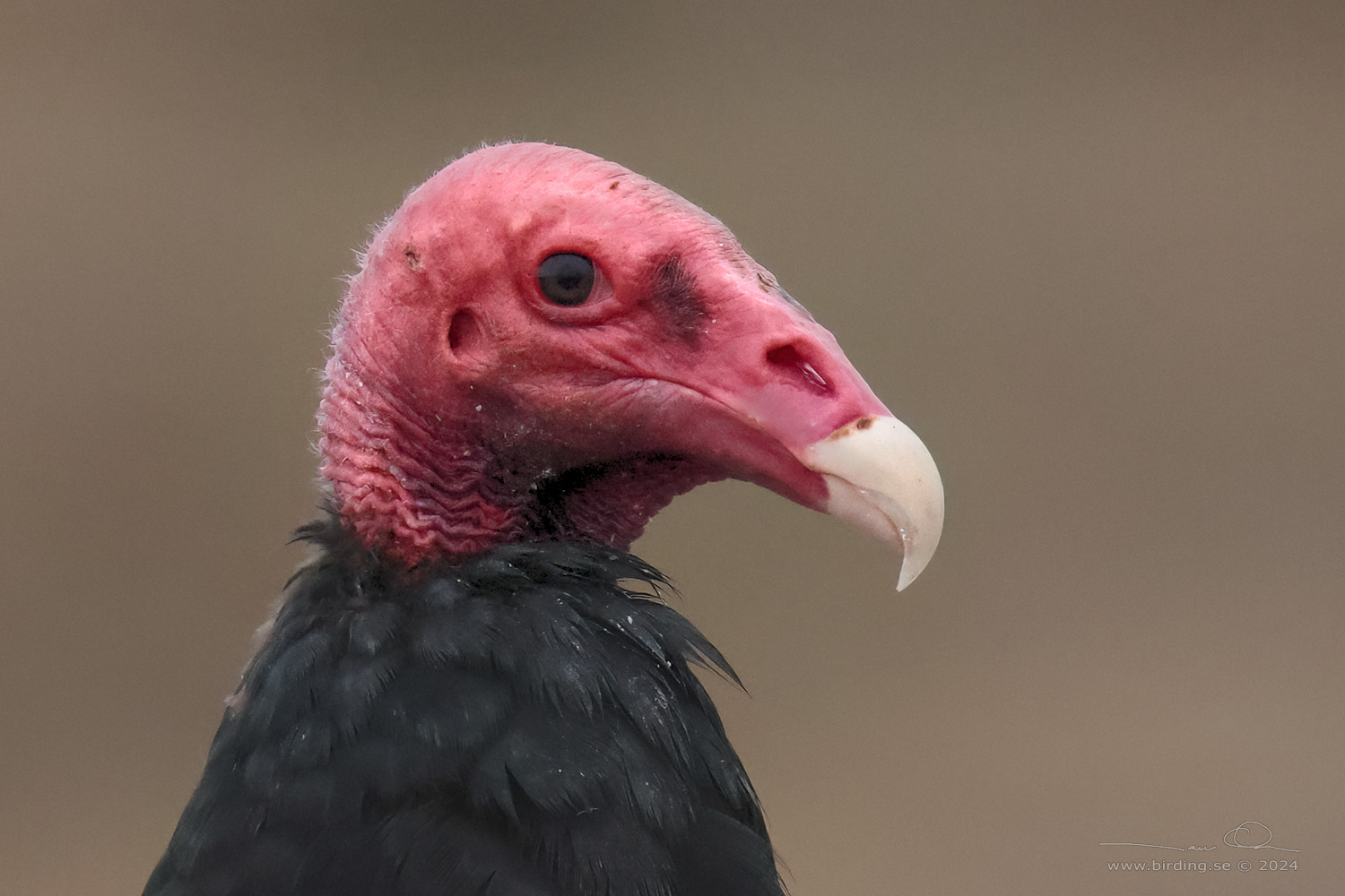 TURKEY VULTURE (Cathartes aura) - Stäng / close