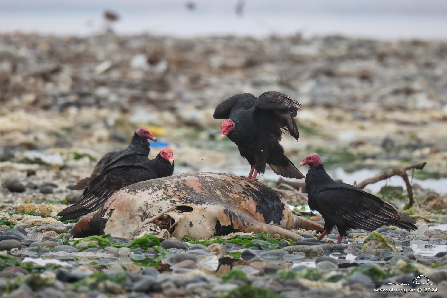 TURKEY VULTURE (Cathartes aura) - Stäng / close