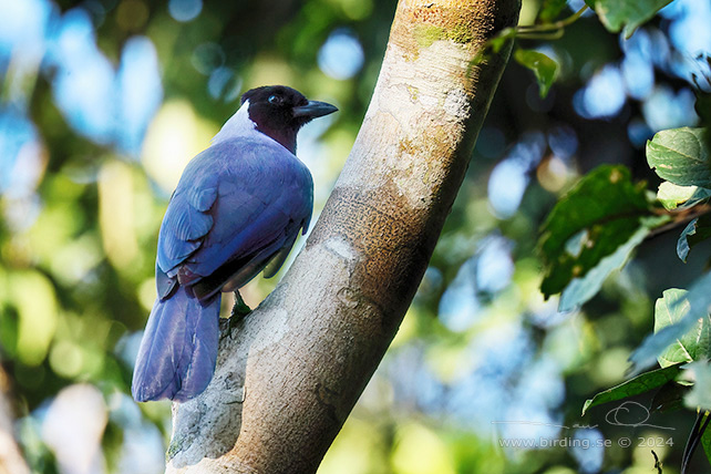 VIOLACEOUS JAY (Cyanocorax violaceus) - stor bild / full size