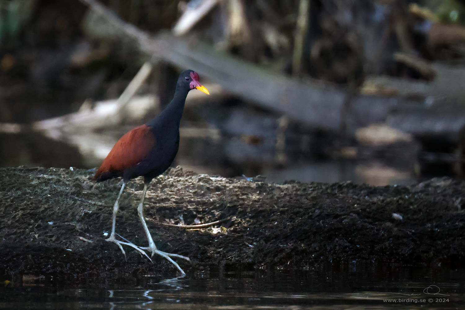 WATTLED JACANA (Jacana jacana) - Stäng / close