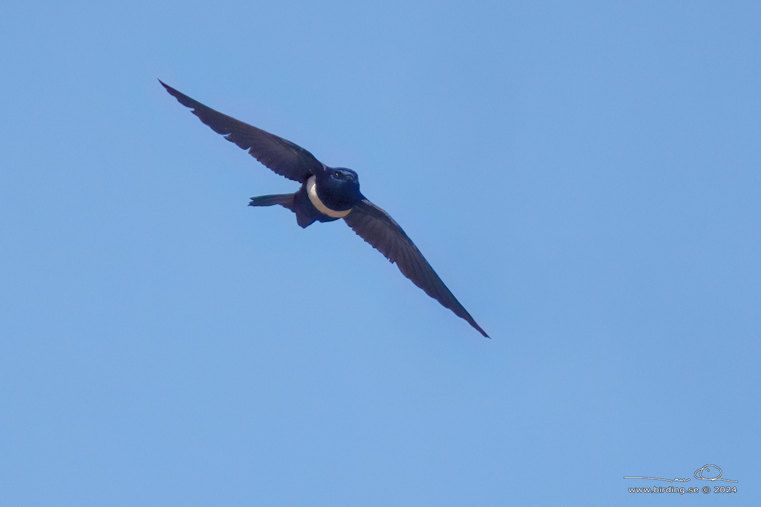 WHITE-BANDED SWALLOW (Atticora fasciata) - Stäng / close