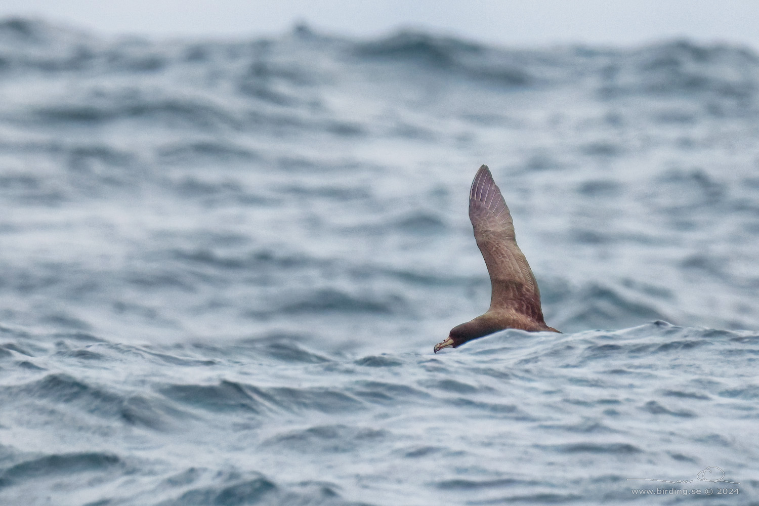 WHITE-CHINNED PETREL (Procellaria aequinoctialis) - Stäng / close